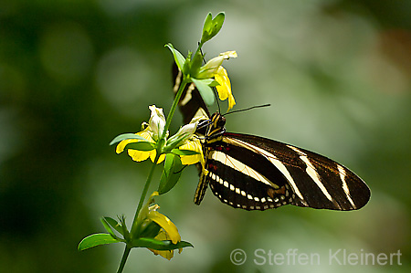 030 Zebra-Falter - Heliconius charitonius